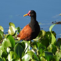 Wattled Jacana